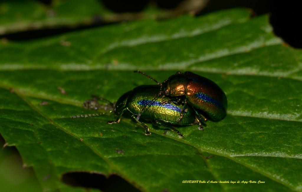 Oreina cfr. gloriosa (Chrysomelidae)